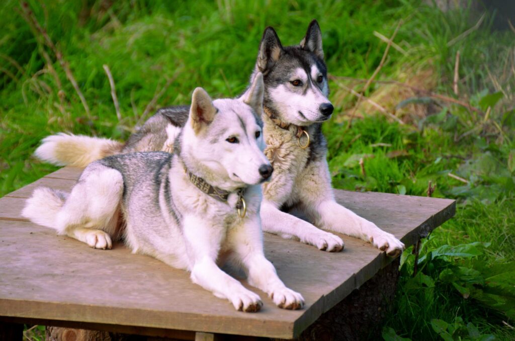 7291753 Chien de meute