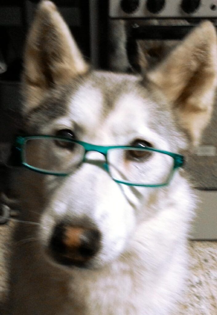 7303300 Photo vieux lunettes