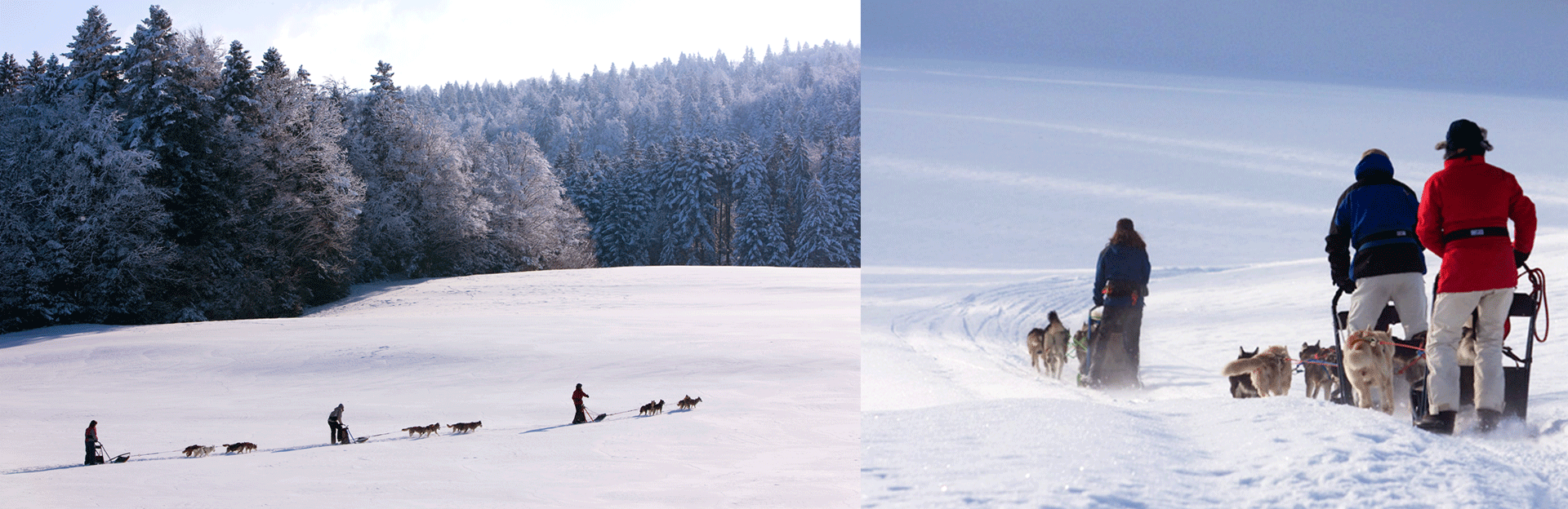 Appel du Grand Nord bandeau haut