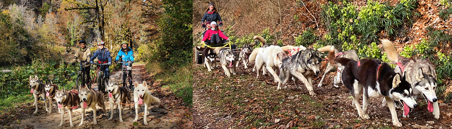 Huskykart Huskybike bandeau