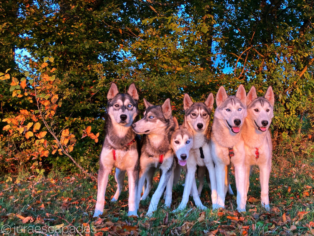 Bébés automne
