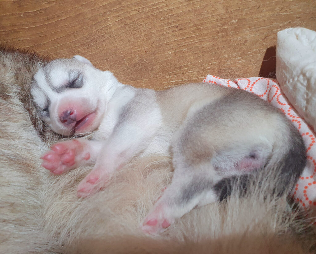 Quest dormir