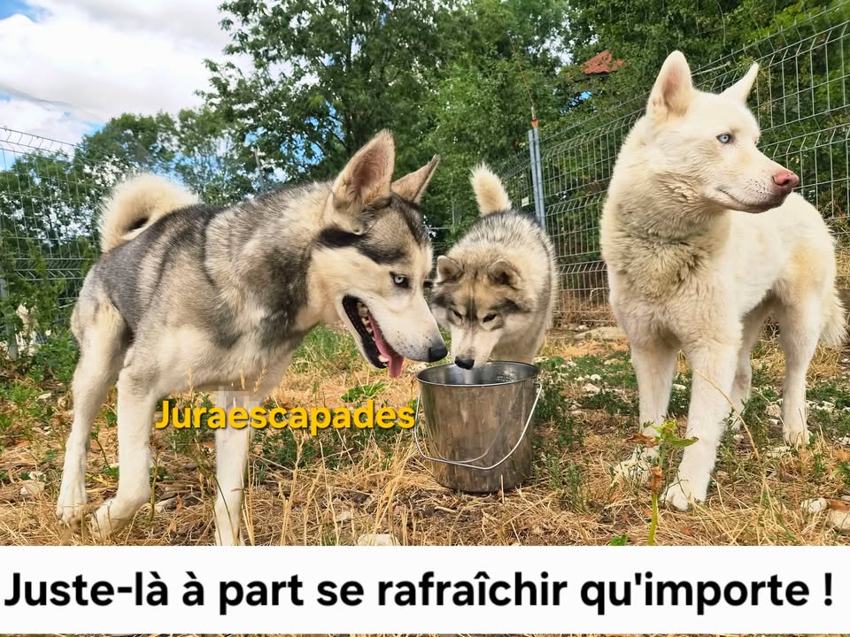 Jura escapades - la meute raconte