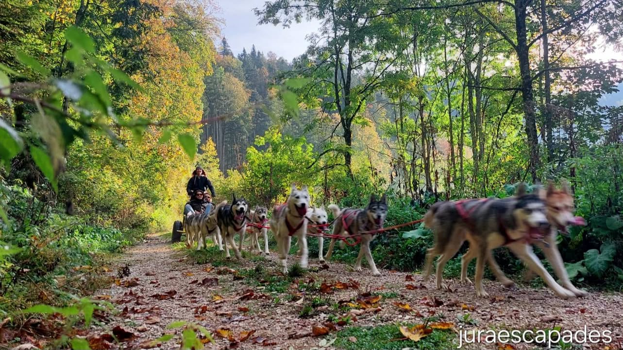 Jura escapades - la meute raconte